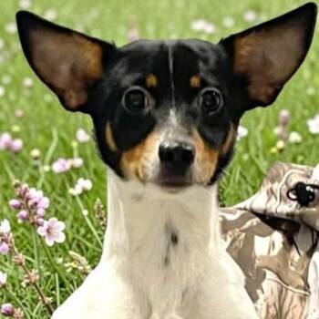 Jack Russell Terrier and Mixed Breed Dogs Available for Adoption in Rockville, Maryland - Hogan | PetCurious