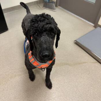 Standard Poodle Dogs Available for Adoption in Lynchburg, Virginia - Jetson | PetCurious