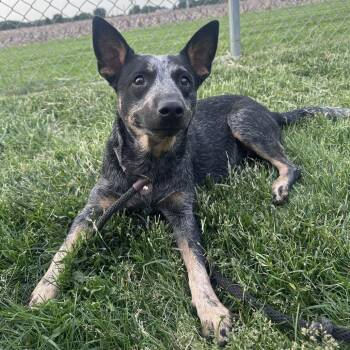 Ivy -  Australian Cattle Dog Blue Heeler Dog for Adoption in Canton, Illinois - Ivy | PetCurious
