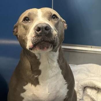 Mixed Breed Dogs Available for Adoption in Merriam, Kansas - Brenda | PetCurious