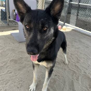 Rescue German Shepherd Dog and Mixed Breed Dogs for Adoption in Thousand Palms, California - TIMMY | PetCurious
