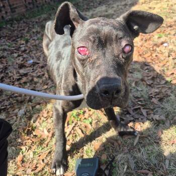 Mixed Breed Dogs Available for Adoption - 02/24/2026-Stray-MesaStreet | PetCurious