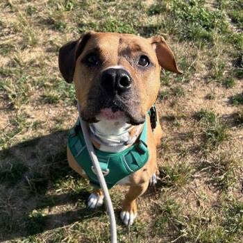 King -  Pit Bull Terrier and Boxer Dog for Adoption in Lyndhurst, Virginia - King | PetCurious
