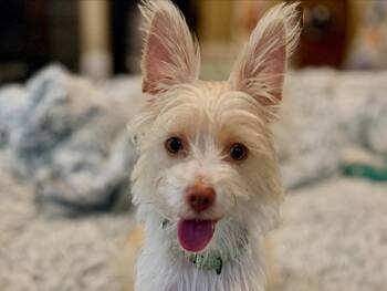 Josie -  Terrier Dog for Adoption in Sunnyvale, California - Josie | PetCurious