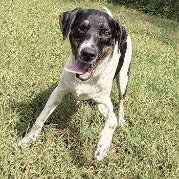 Curly -  Mixed Breed and Feist Dog for Adoption in Upper Township, New Jersey - Curly | PetCurious