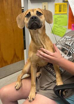 Black Mouth Cur Dogs Available for Adoption in Sorrento, Louisiana - Crouton | PetCurious