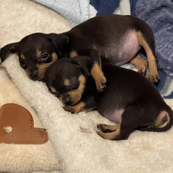 Chihuahua Dogs Available for Adoption in Dallas, Texas - D Chi Puppy 2 | PetCurious