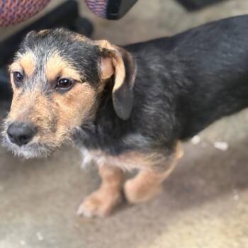 Terrier and Mixed Breed Dogs Available for Adoption - Ruby | PetCurious