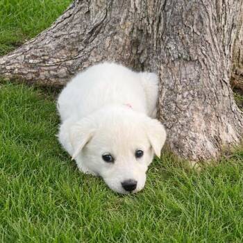 Labrador Retriever Dogs Available for Adoption in Stratham, New Hampshire - Aspen | PetCurious