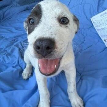 Tyrian -  Labrador Retriever and Mixed Breed Dog for Adoption - Tyrian | PetCurious