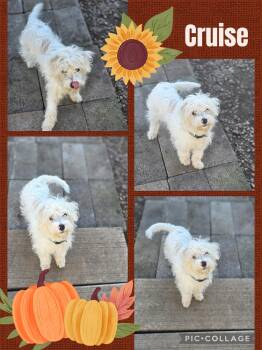 Rescue Poodle and Terrier Dogs for Adoption in Eugene, Oregon - Cruise | PetCurious