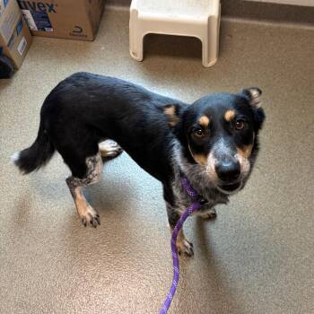 Australian Cattle Dog Blue Heeler Dogs Available for Adoption in Council Bluffs, Iowa - Kourtney | PetCurious