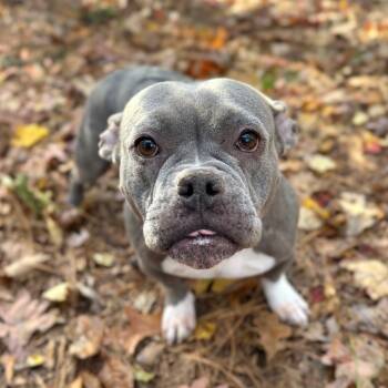 Rescue English Bulldog and Mixed Breed Dogs for Adoption in Fredericksburg, Virginia - Kali | PetCurious