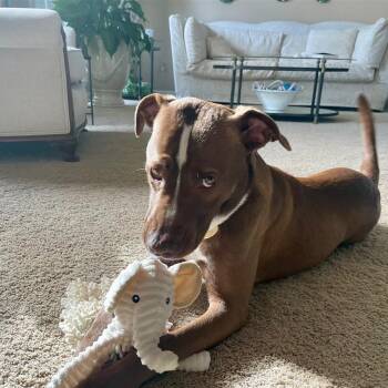 Rescue Labrador Retriever and Mixed Breed Dogs for Adoption in Fairfax, Virginia - Liam G | PetCurious