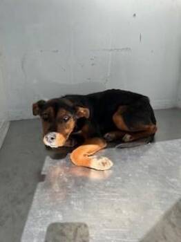 German Shepherd Dog and Mixed Breed Dogs Available for Adoption - MEL | PetCurious