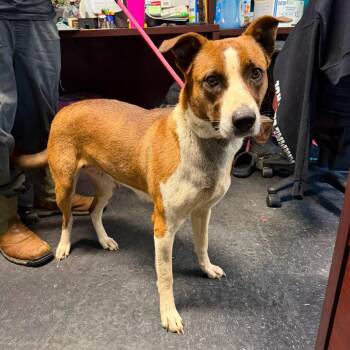 Dolly -  Terrier and Collie Dog for Adoption in Berkeley Springs, West Virginia - Dolly | PetCurious