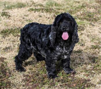 Cocker Spaniel Dogs Available for Adoption - Cookie | PetCurious