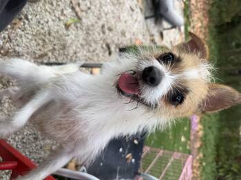 Jack Russell Terrier and Pomeranian Dogs Available for Adoption - Gus  | PetCurious