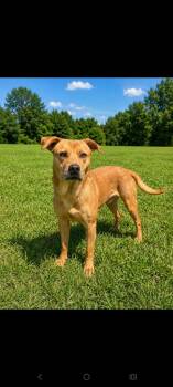 Josh -  Black Mouth Cur and Carolina Dog Dog for Adoption in Albany, Georgia - Josh | PetCurious