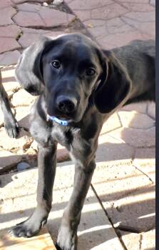 Black Labrador Retriever and Brittany Spaniel Dogs Available for Adoption in Jamestown, North Dakota - Clark | PetCurious