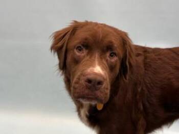 Andromeda -  Flat Coated Retriever and Mixed Breed Dog for Adoption in Golden Valley, Minnesota - Andromeda | PetCurious