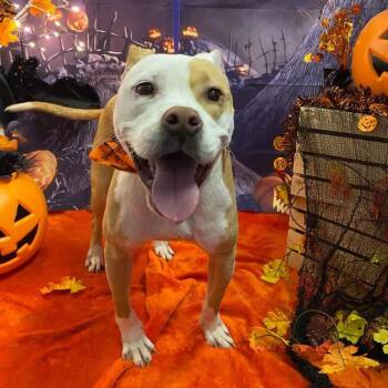 Pit Bull Terrier Dogs Available for Adoption in Morganton, North Carolina - Ariel | PetCurious