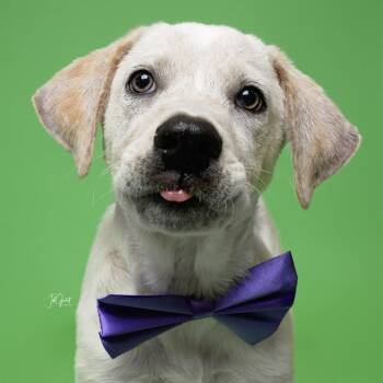 Rescue Cattle Dog and Mixed Breed Dogs for Adoption in Houston, Texas - Bear | PetCurious