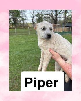 Australian Cattle Dog Blue Heeler Dogs Available for Adoption - Piper | PetCurious