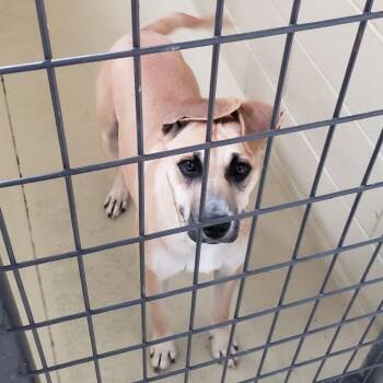 Rescue Terrier and German Shepherd Dog Dogs for Adoption in Clarksville, Virginia - Esmeralda | PetCurious