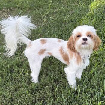 Shih Tzu Dogs Available for Adoption in Plano, Texas - Daisy Lu | PetCurious