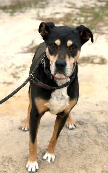 Buck Adult Sweetheart Lost his Daddy and Home -  Black Labrador Retriever and Rottweiler Dog for Adoption in Charlottesville, Virginia - Buck Adult Sweetheart Lost His Daddy And Home | PetCurious