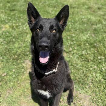 Roblox -  Shepherd Dog for Adoption in Ridgely, Maryland - Roblox | PetCurious