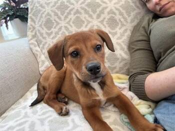 Beagle and Mixed Breed Dogs Available for Adoption - SHADOW | PetCurious