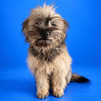Jack -  Yorkshire Terrier and Maltese Dog for Adoption in San Diego, California - Jack | PetCurious