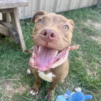 Rescue American Staffordshire Terrier Dogs for Adoption in Pittsburgh, Pennsylvania - Xavier | PetCurious