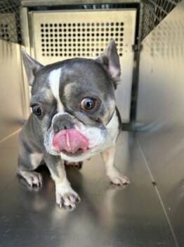 Rescue Boston Terrier and Mixed Breed Dogs for Adoption in Fort Worth, Texas - 59802085 | PetCurious