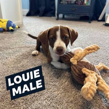Louie -  Beagle Dog for Adoption in Myrtle Beach, South Carolina - Louie | PetCurious