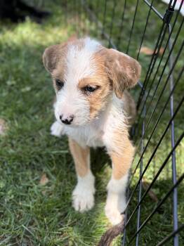 Irish Terrier Dogs Available for Adoption in Hillsborough, North Carolina - Dolly | PetCurious