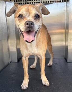 ALICE -  Pug and Mixed Breed Dog for Adoption in Grand Prairie, Texas - ALICE | PetCurious