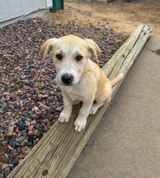 HULA -  Husky Dog for Adoption in Broomfield, Colorado - HULA | PetCurious