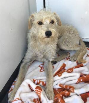 WHITEY -  Border Terrier and Mixed Breed Dog for Adoption in Tustin, California - WHITEY | PetCurious