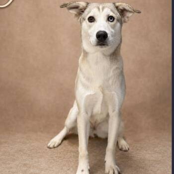Yuka 530 -  Siberian Husky Dog for Adoption in Boca Raton, Florida - Yuka 530 | PetCurious