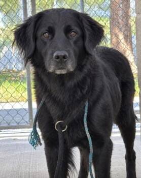 Price -  English Cocker Spaniel and Mixed Breed Dog for Adoption in Savannah, Georgia - Price | PetCurious