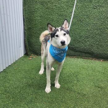 Husky Dogs Available for Adoption in Oak Point, Texas - Cosmo | PetCurious