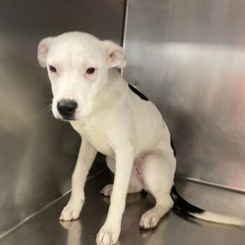 Mixed Breed Dogs Available for Adoption - Gloria | PetCurious