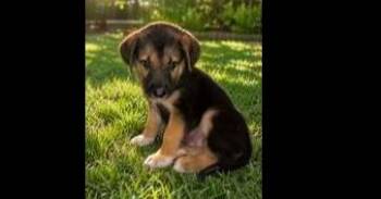 Three Guys: male 3 -  Mixed Breed Dog for Adoption in Dallas, Texas - Three Guys: Male 3 | PetCurious