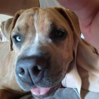 Remi -  Mixed Breed Dog for Adoption in Norman, Oklahoma - Remi | PetCurious