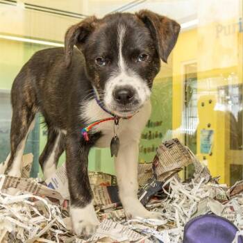 Labrador Retriever and Mixed Breed Dogs Available for Adoption - OREO | PetCurious
