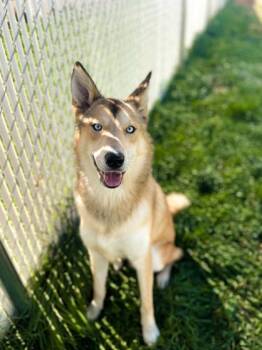 Rescue Shepherd Dogs for Adoption in Spanish Fork, Utah - Kodiak 89230 | PetCurious