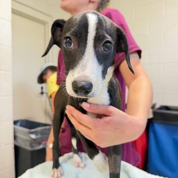 Artemisa -  Mixed Breed Dog for Adoption in Englewood, Florida - Artemisa | PetCurious